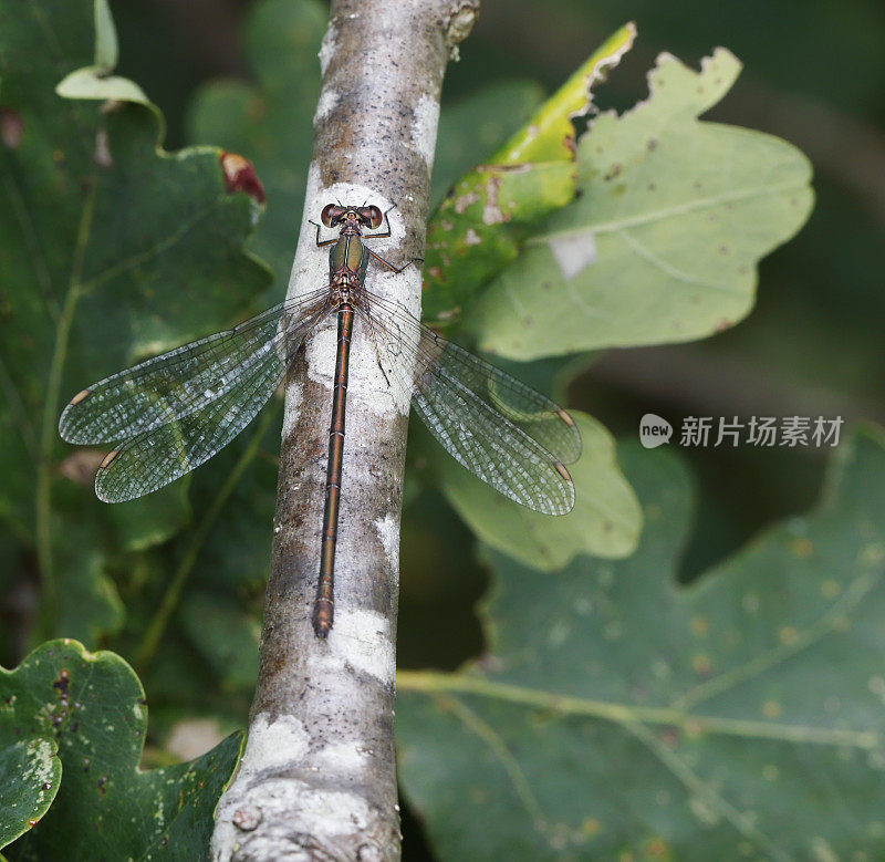 西柳展翅蜻蜓(lesstes viridis)雌性